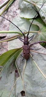 High angle view of insect on leaf