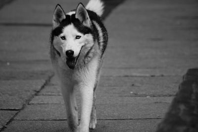 Close-up portrait of dog on wall