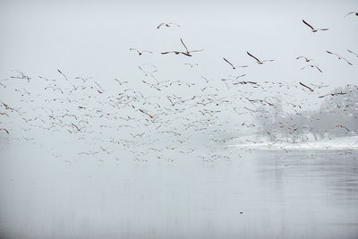 Flock of birds flying against sky