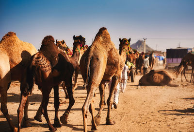 Panoramic view of people and camel on sand dune