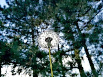 Low angle view of white dandelion flower against trees