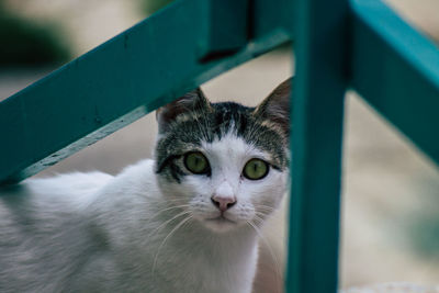 Close-up portrait of a cat