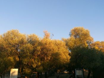 Trees against clear sky