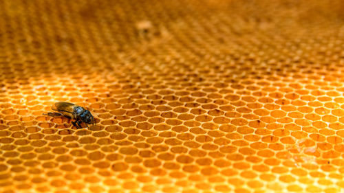 Close-up of bee on honey comb