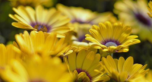 Close-up of yellow flowering plant