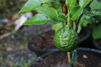 Close-up of fruit growing on plant