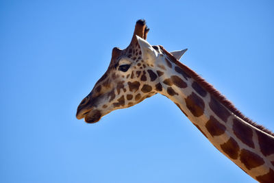 Low angle view of giraffe against clear blue sky