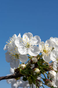 Close-up of cherry blossoms against clear sky