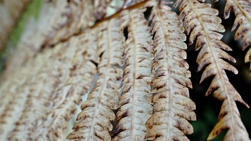 Close-up of dry leaves for sale