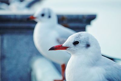 Close-up of seagull perching