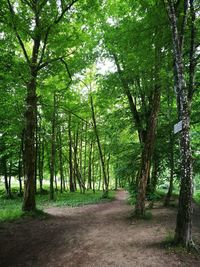 Trees in forest