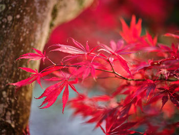 Close-up of red maple leaves on tree