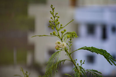 Close-up of flowering plant