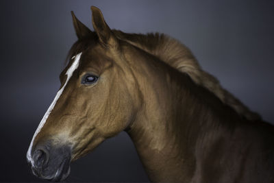 Close up of brown horse