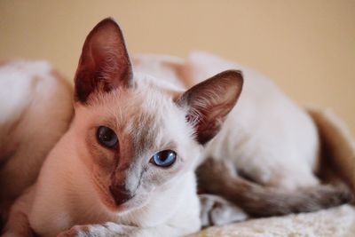 Close-up portrait of a cat lying down