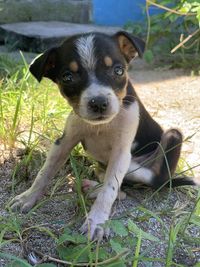 Portrait of puppy on field