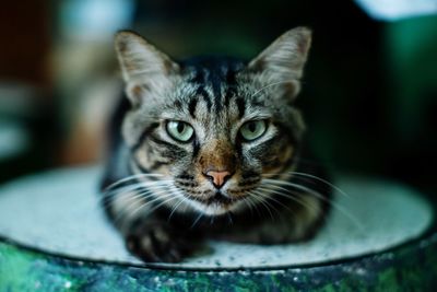 Close-up portrait of a cat