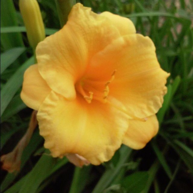 flower, petal, flower head, freshness, fragility, growth, beauty in nature, single flower, close-up, blooming, nature, plant, focus on foreground, orange color, yellow, in bloom, stamen, pollen, blossom, field