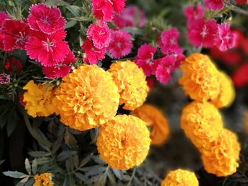 Close-up of flowers blooming outdoors