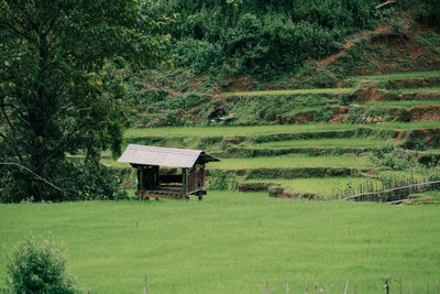 Scenic view of agricultural field