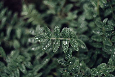 Close-up of raindrops on leaves