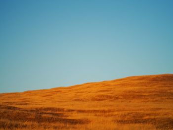 Scenic view of field against clear blue sky