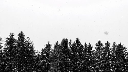 Trees against sky