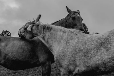 Horse standing in ranch against sky