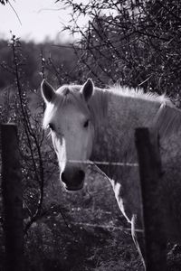 Close-up of horse on tree against sky