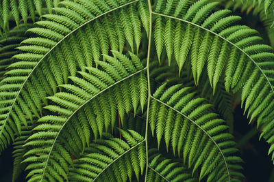 Full frame shot of palm tree