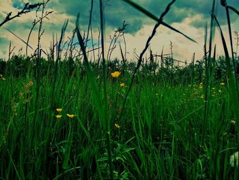 Plants growing on field