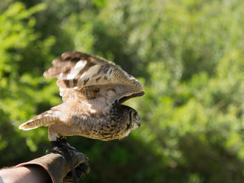 Close-up of owl taking flight