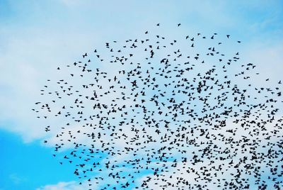 Low angle view of birds flying in sky