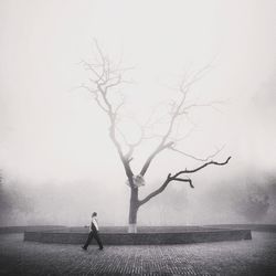 Bare trees in foggy weather