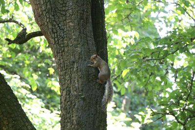 Squirrel on tree trunk