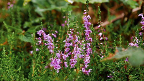 Close-up of pink flowering plants on field