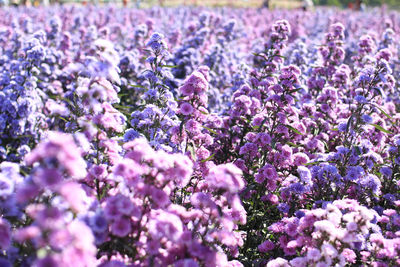 Close-up of purple flowering plants on field