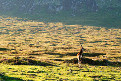 View of a deer on field