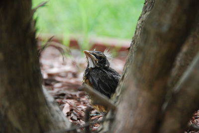 Close-up of bird on tree trunk