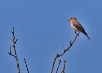 Low angle view of bird perching on branch against clear blue sky