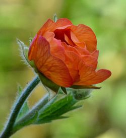 Close-up of red rose