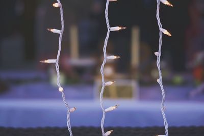 Close-up of twigs on field