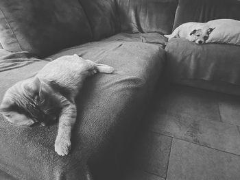 High angle view of dog sleeping on bed at home