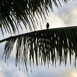 Low angle view of birds perching on tree