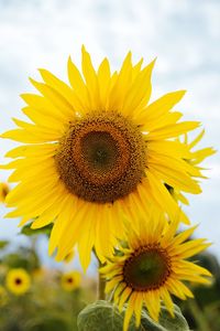 Close-up of honey bee on sunflower against sky