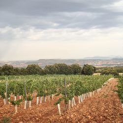 Wine vineyard