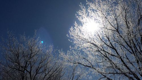 Low angle view of bare trees against blue sky