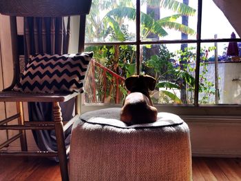 Dog sitting on ottoman seat while looking through window at home
