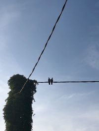 Couple of birds standing on a wire