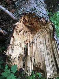 Close-up of tree trunk